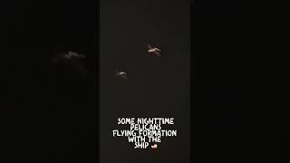 I saw so much wildlife 🕺🪩🚢🐊🐢🦜 🐬 🦭on my last cruise! #cruise #cruisenorwegian #wildlife