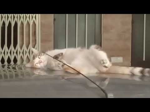 cat vs antena