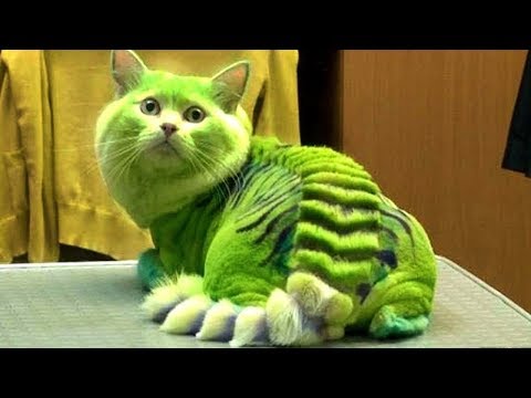 10 Most Dangerous Cat Breeds In The World Video