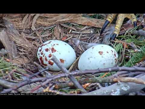 Big Red Tucks In Two Eggs At Cornell Hawks Nest – March 23, 2020