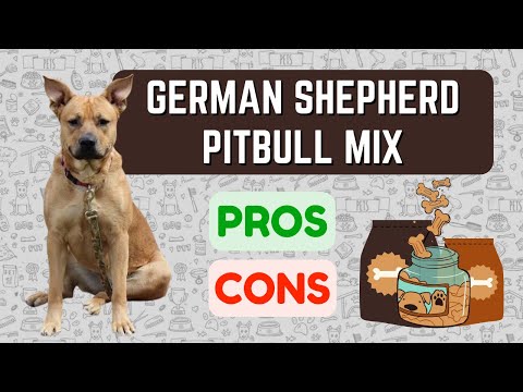 German Shepherd Mixed With Pitbull