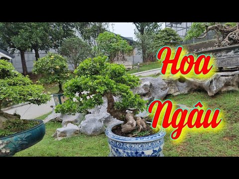 SH.6574. Chơi cây Hoa Ngâu này hay quá. Đth liên lạc 0913.282.515.