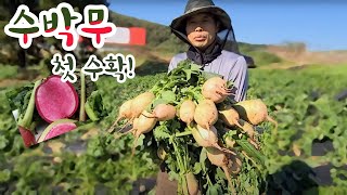 일요일도 없다 첫수확