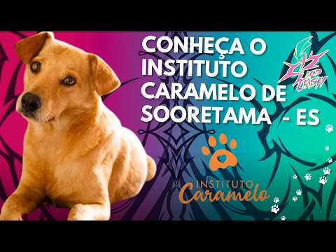 Conheça o trabalho do Instituto Caramelo De Sooretama - ES salvando animais em situação de rua