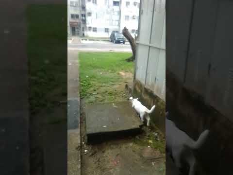 Gato Tico - Besteirol