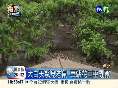 滅鼠失效?! 老鼠北市公然滿街跑