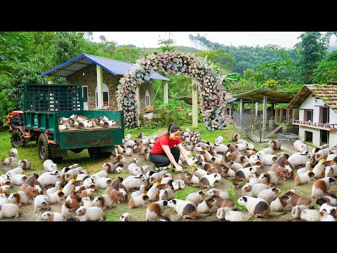 Harvest Many Guinea Pigs After 1 Year Of Raising - Use Truck Transport Many Guinea Pigs Go T Sell