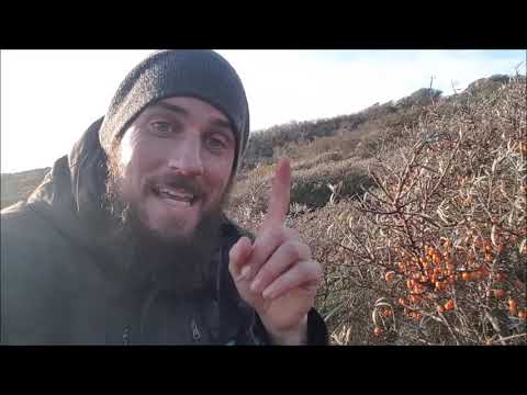 NaturNørd 62. Havtorn snaps - en vitamin bombe!!