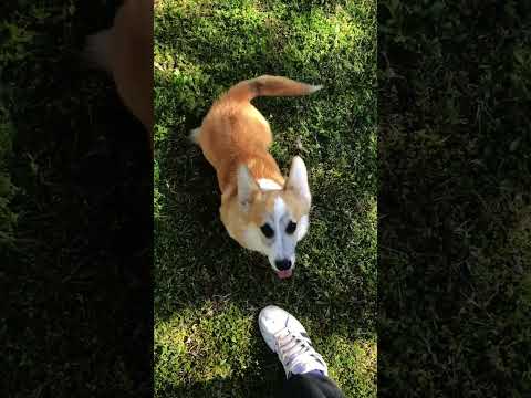 Perros Welsh Corgi en venta