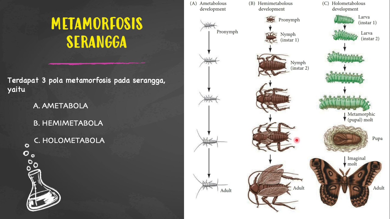 Struktur dan Fisiologi Hewan: Suci Kusuma-Pengaturan hormon terhadap metamorfosis serangga