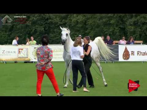 N.40 SZAKIRA - Chantilly 2017 European Breeders'Championship - 4/6 Years Old Mares (Class 3)