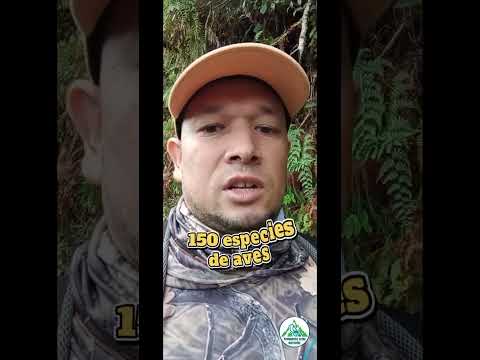 ¿Sabias que existe un grupo de avistamiento de aves en el municipio de Peque Antioquia?