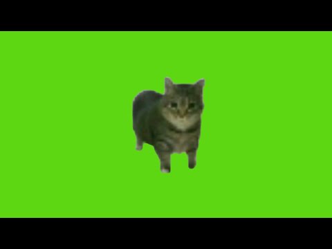 oo ee a e a Cat Green Screen | Free Download No Copyright