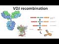 VDJ recombination overview | Generation of antibody diversity | Antibody diversity mechanism | VDJ