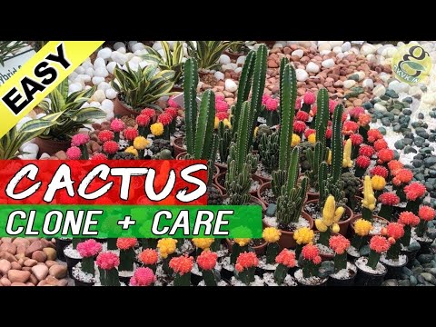 , title : 'How to Grow CACTUS from cuttings and Care | Cloning Catus | Easily Root Cactus plant'