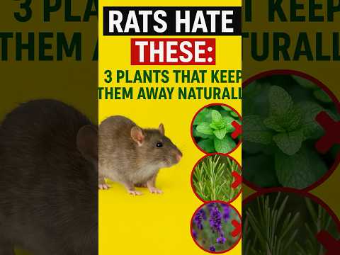 Rats Hate These: 3 Plants That Keep Them Away Naturally