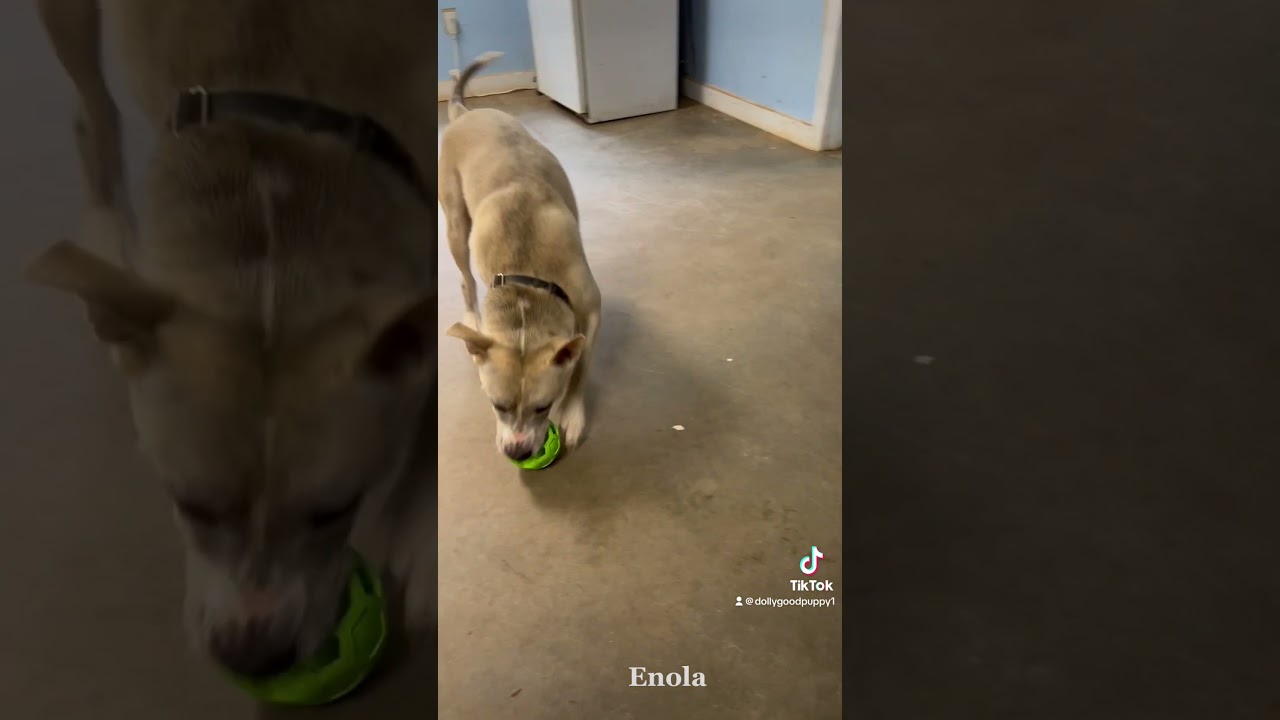 Enlarge Enola, a Adoptable mixed breed in Barnesville, GA video 3/4