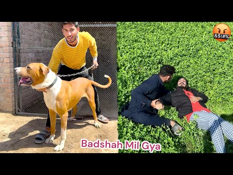 BASSAM SY HAMARA BULLY DOG BADSHAH MIL GYA🤬