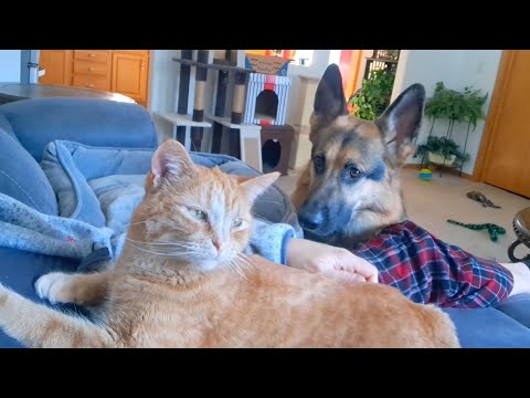 Leo's morning snuggles