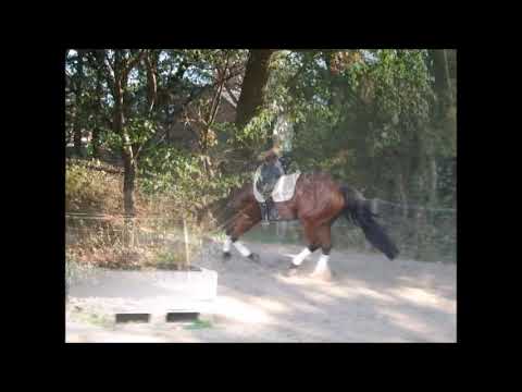 APOLLO THE AMBER 11j. v. Amorado