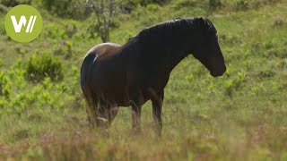 Wildpferde in Portugals Nationalpark "Peneda-Gerês"