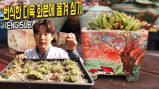 다육이 번식한 철화를 이용해서 예쁜 화분에 옮겨심기 - Transfer to a succulent plant…