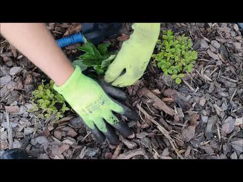 W CZERWCU Dosadzam Poziomki i Tnę Truskawki
