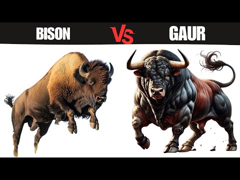 American Bison Vs Indian Gaur: Who Would Win the Fight?