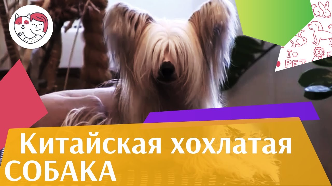 Китайская хохлатая собака на ilikepet