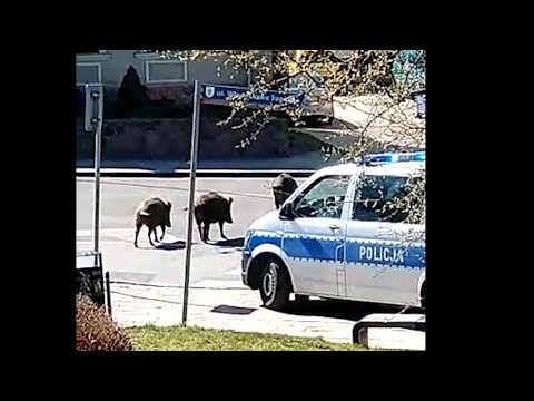 Policja stresuje dziką miejską naturę!