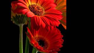 And the flowers will grow - Swing out Sister