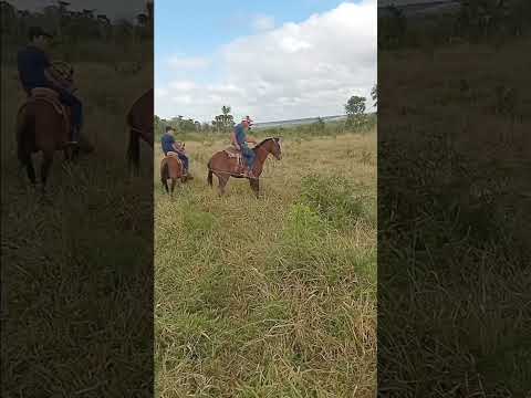 Encontraram um bicho estranho no pasto