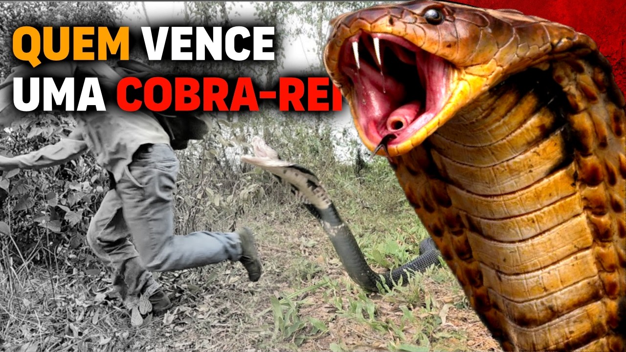 6 Animals That Could Defeat a King Cobra