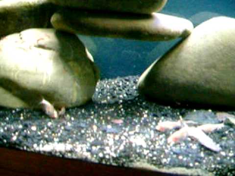 Blinder Höhlensalmer  Astyanax mexicanus Fütterung /Feeding