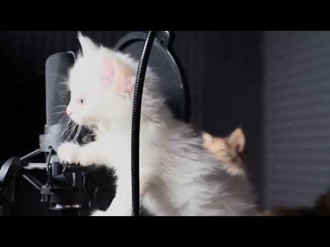 Pourquoi tu forces DJ Erise feat. Aya Nakamura -  [Clip PAS Officiel]