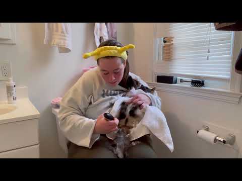 YouTube video about: How to shave a long hair cat?