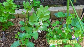 【何も無い日常形VLOG】庭の畑で野菜がすくすく育つ
