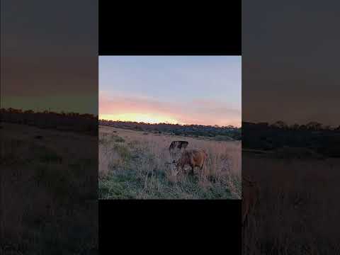 hay cosas que me dan felicidad y mi rancho El Durazno Atolinga Zac es una de ellas #vidaderancho
