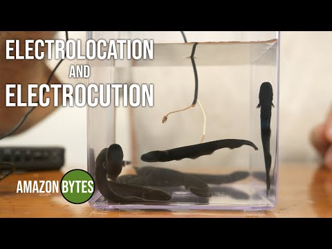 Man Greatly Underestimates The Electric Pulses Of Electric Eel Babies