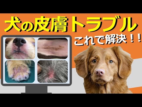 犬の主な皮膚病