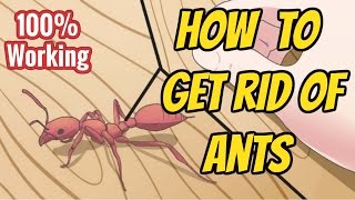 “How To Get Rid Of Ants” - “Getting Rid of Ants Easily”