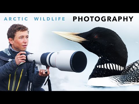 7 days of WILDLIFE PHOTOGRAPHY under the MIDNIGHT SUN | Adventures in Arctic Norway