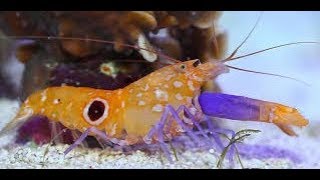 The Pistol Shrimp Could Kill You, here&#39;s how