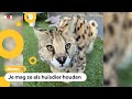 Zoektocht naar serval (grote wilde kat) in Hilversum