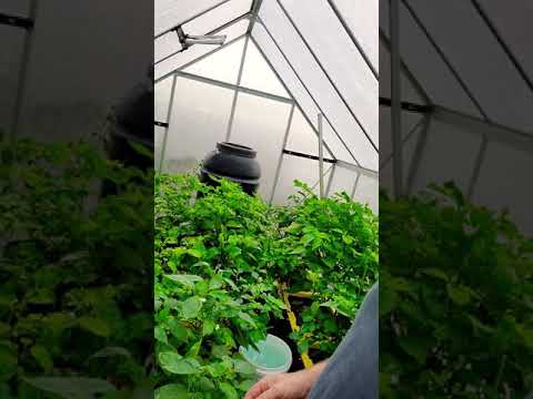 Harold's Chocolate Carbaruga Review...WOW!