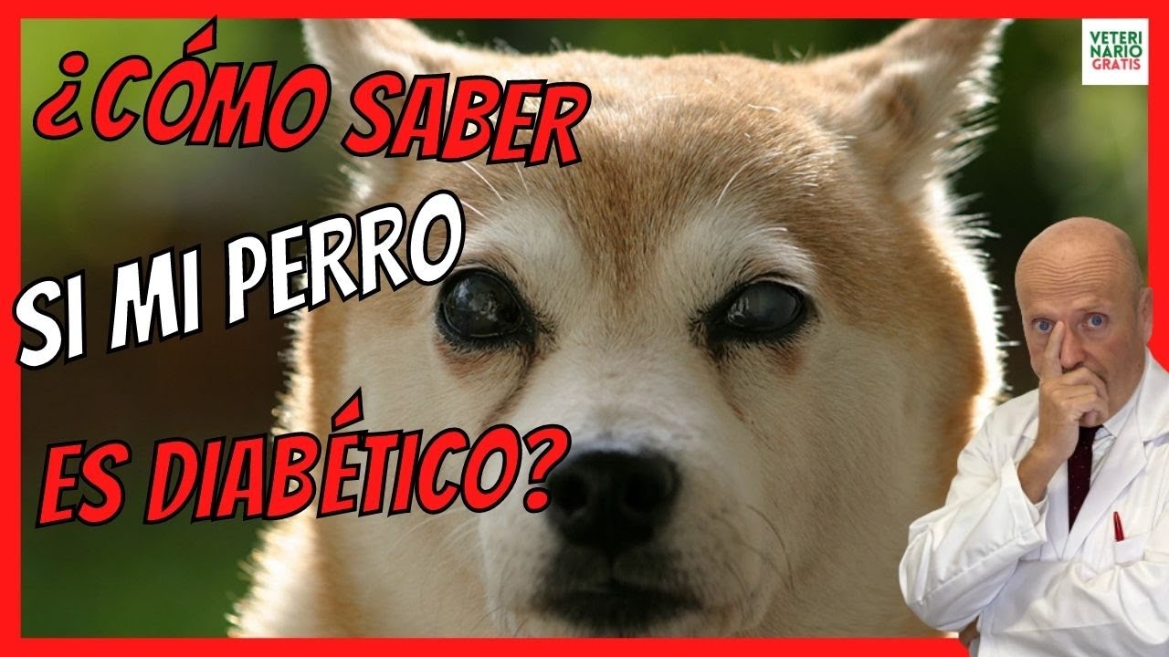 ¿CÓMO SABER SI MI PERRO TIENE DIABETES ⚠️ SÍNTOMAS Y TRATAMIENTO DE LA DIABETES EN PERROS