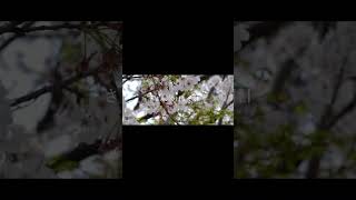 【#盗作】【#ヨルシカ】【#shorts】【#永久機関】  #盗作 #ヨルシカ  プロフよりYouTube fullへ飛べます！ #初音ミク #anime  #hatsunemiku