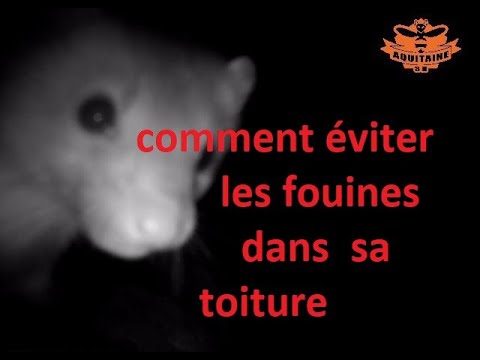 Comment les fouines rentrent dans votre toiture, images nocturnes exceptionnelles
