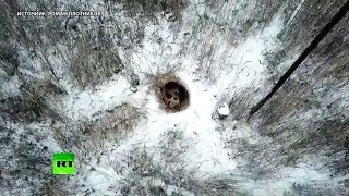 Видео: До весны не будить: медведь залёг в спячку в Снежинске