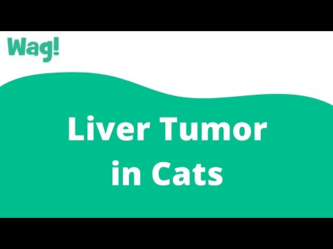 Liver Tumor in Cats | Wag!